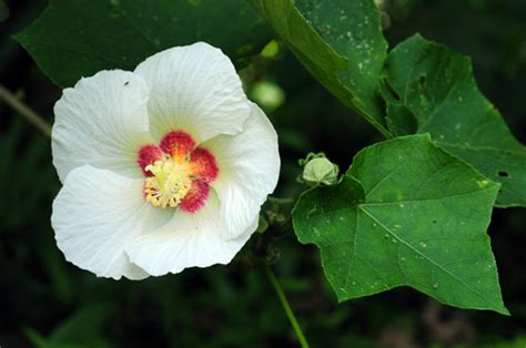 遠山覓芙蓉|遠山芙蓉的意思